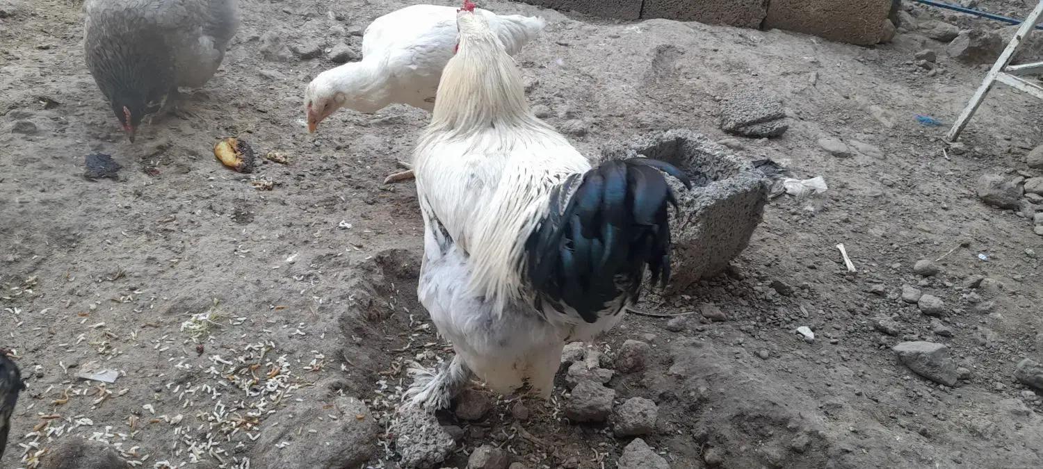 خروس برهما|حیوانات مزرعه|مشگین شهر, |دیوار