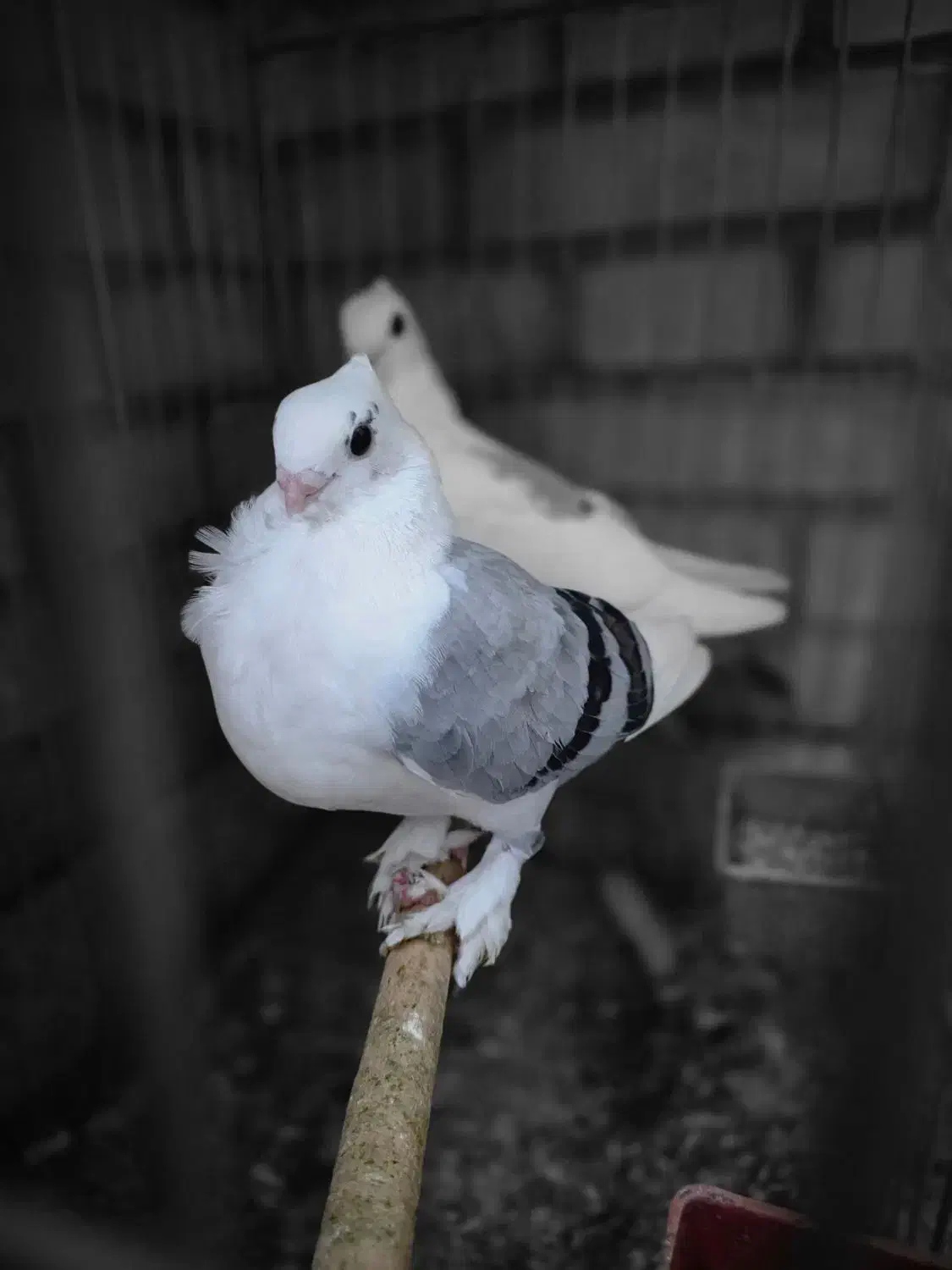 کبوتر بلژیکی اصیل|پرنده|کرج, کوی امامیه|دیوار