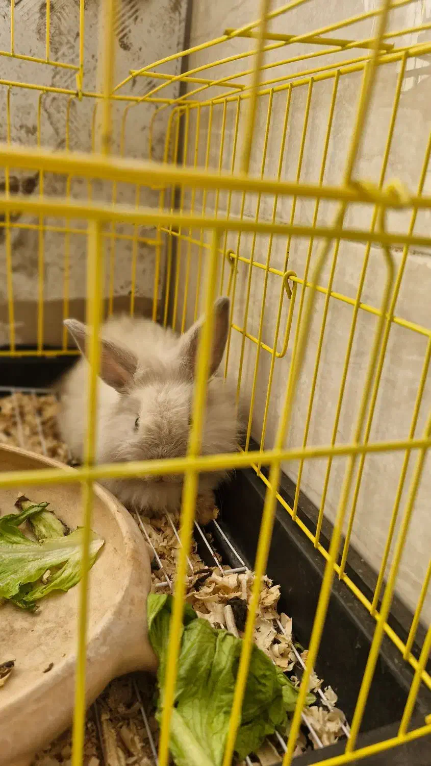 فروش خرگوش|موش و خرگوش|بندرعباس, |دیوار