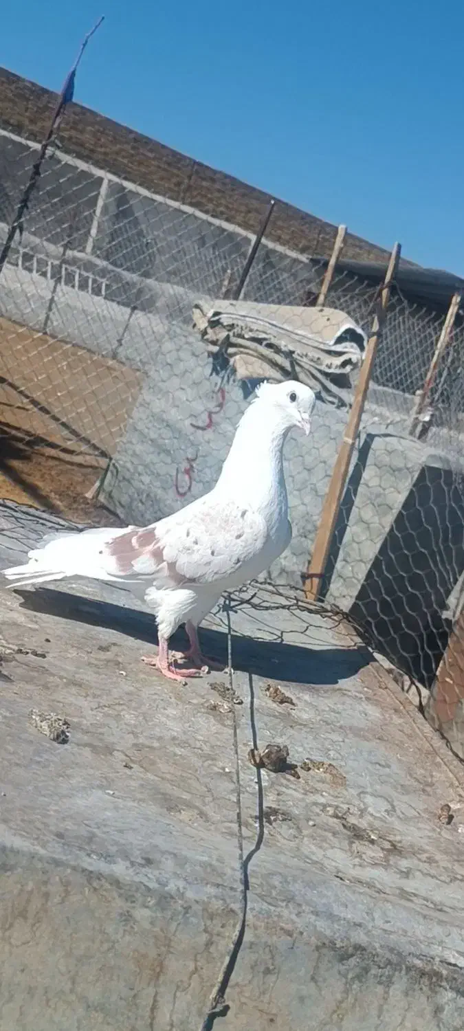 کبوتر|پرنده|چگنی, |دیوار