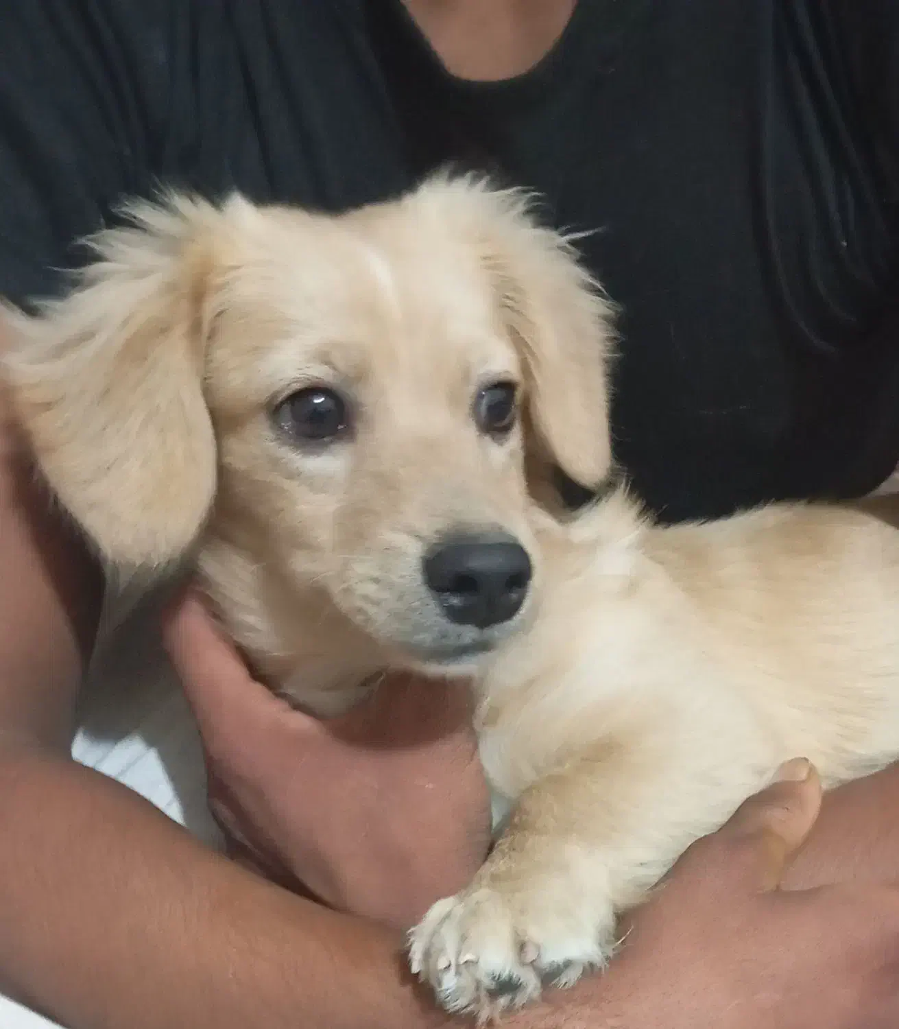 سگ پاپی|سگ|جهرم, |دیوار