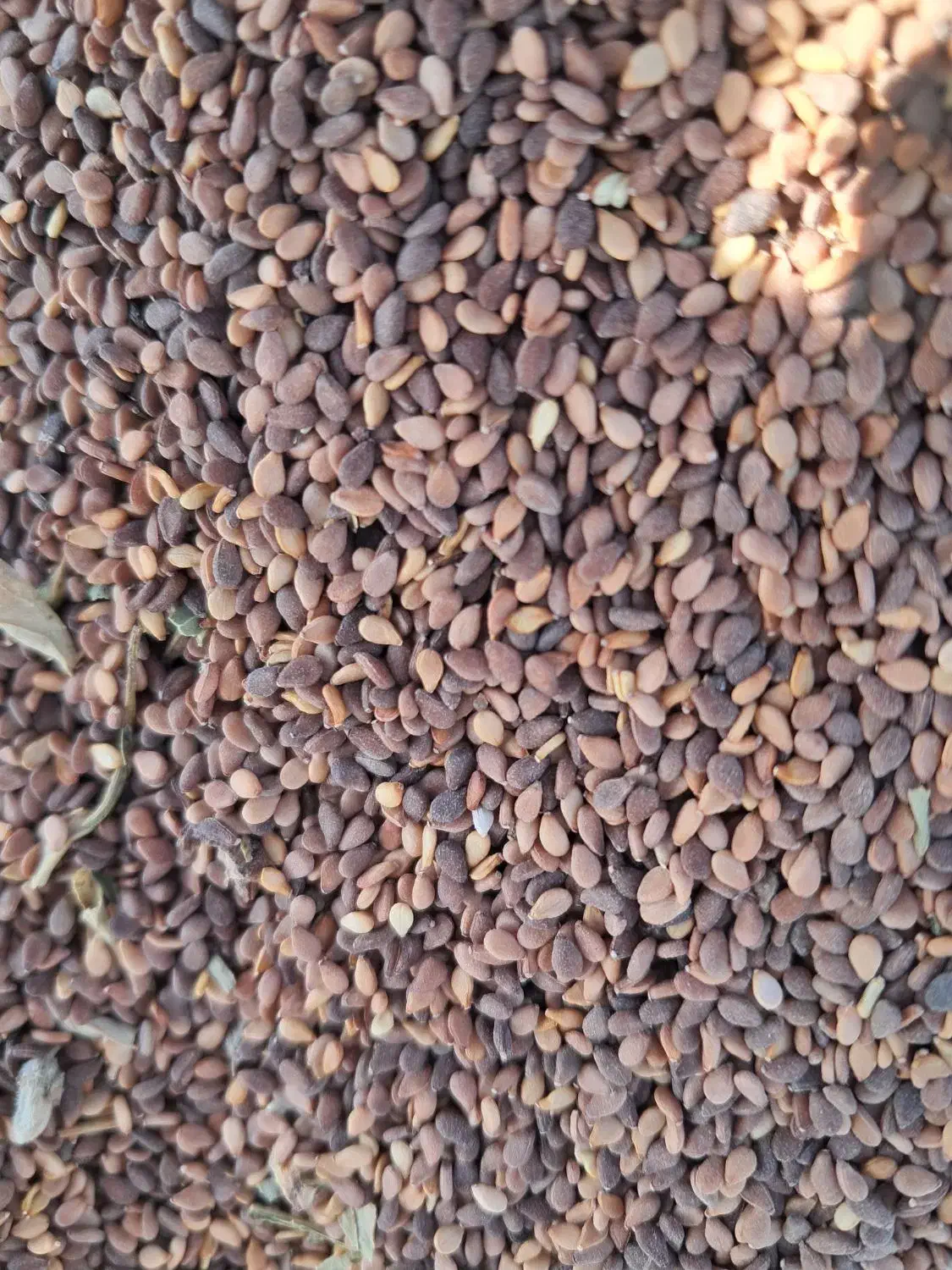 کنجد درجه یک|خوردنی و آشامیدنی|کهنوج, |دیوار