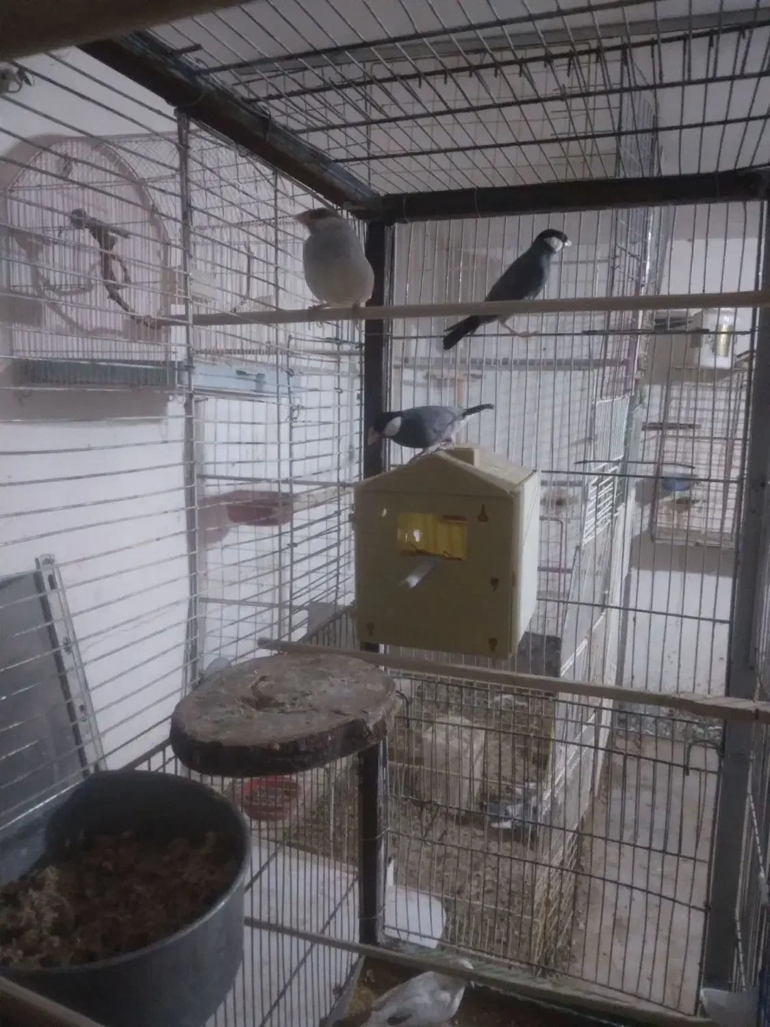 فنج نرگسی دو جفت یه جفت روتخم یه جفت اماده|پرنده|نظرآباد, نظرآباد|دیوار