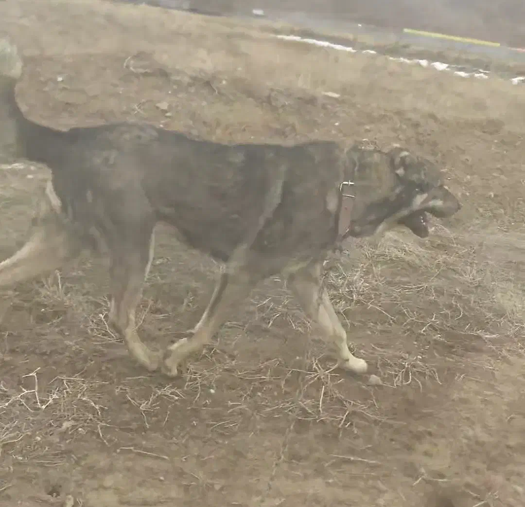 سگ سرابی|سگ|باسمنج, |دیوار