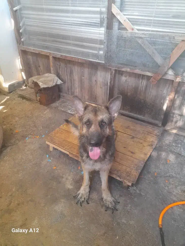 واگذاری رایگان سگ ژرمن نر|سگ|لنگرود, |دیوار