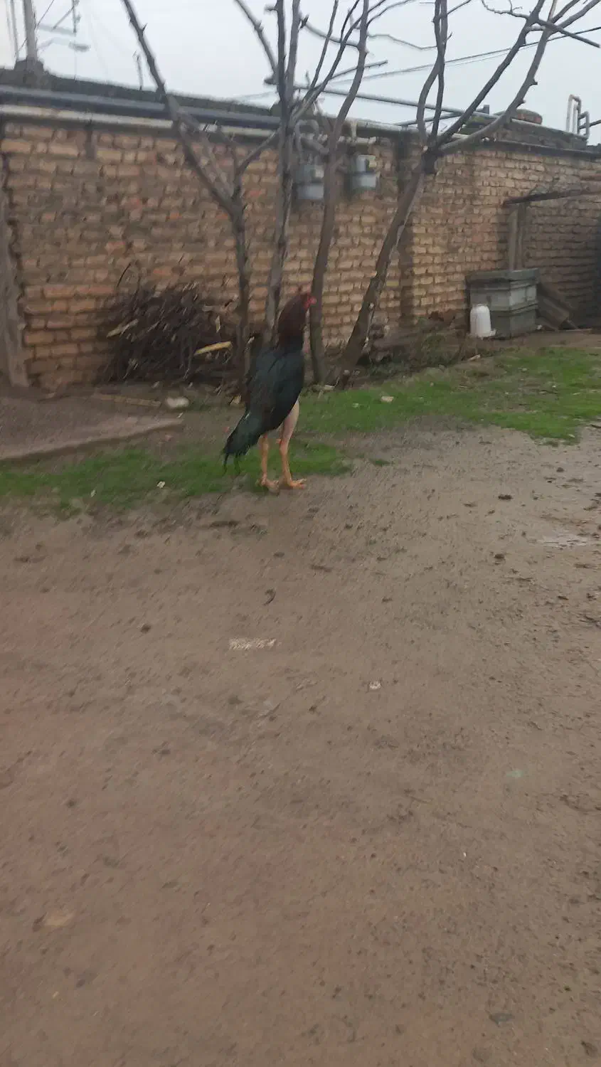 ۲۵۰۰۰۰۰|حیوانات|آق قلا, |دیوار