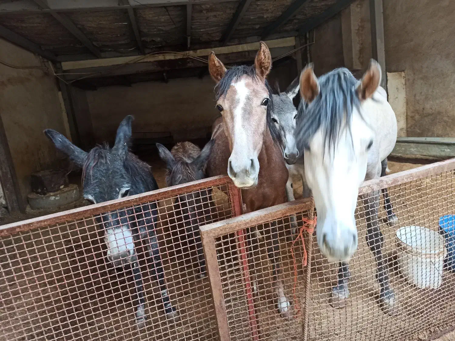 تعدادی الاغ اسب کره مادیون|حیوانات مزرعه|لواسان, |دیوار