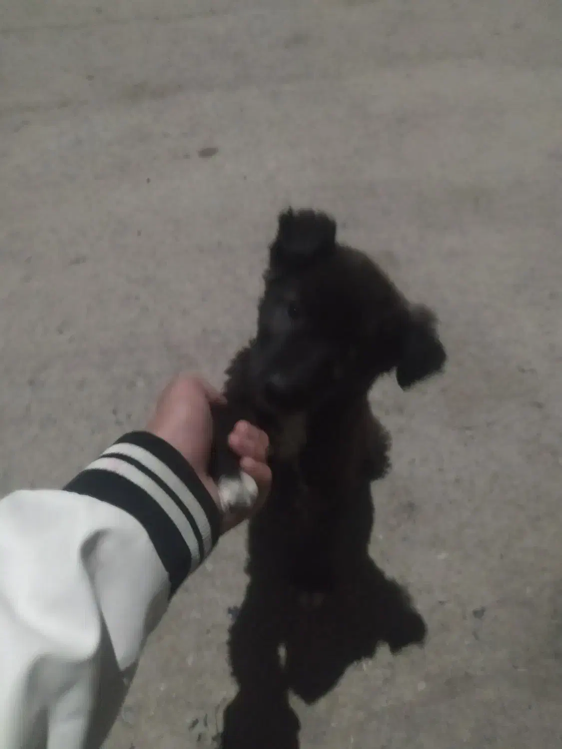 سگ باهوش نر عادتی هست|سگ|مشهد, همت آباد|دیوار