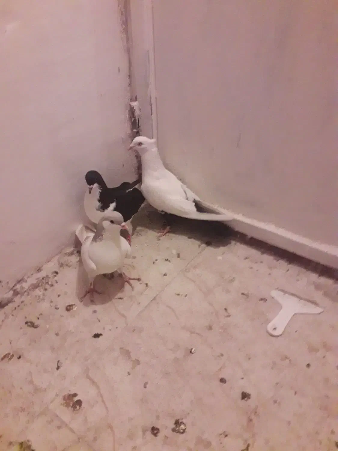 کفتر رنگی و جفتی|پرنده|محمدیه-قزوین, |دیوار