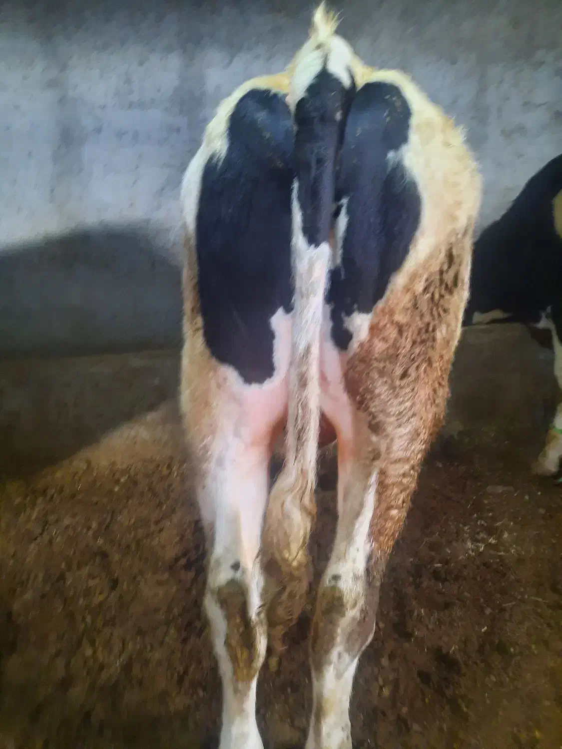 گوساله نر گوشتی|حیوانات مزرعه|مشگین شهر, |دیوار