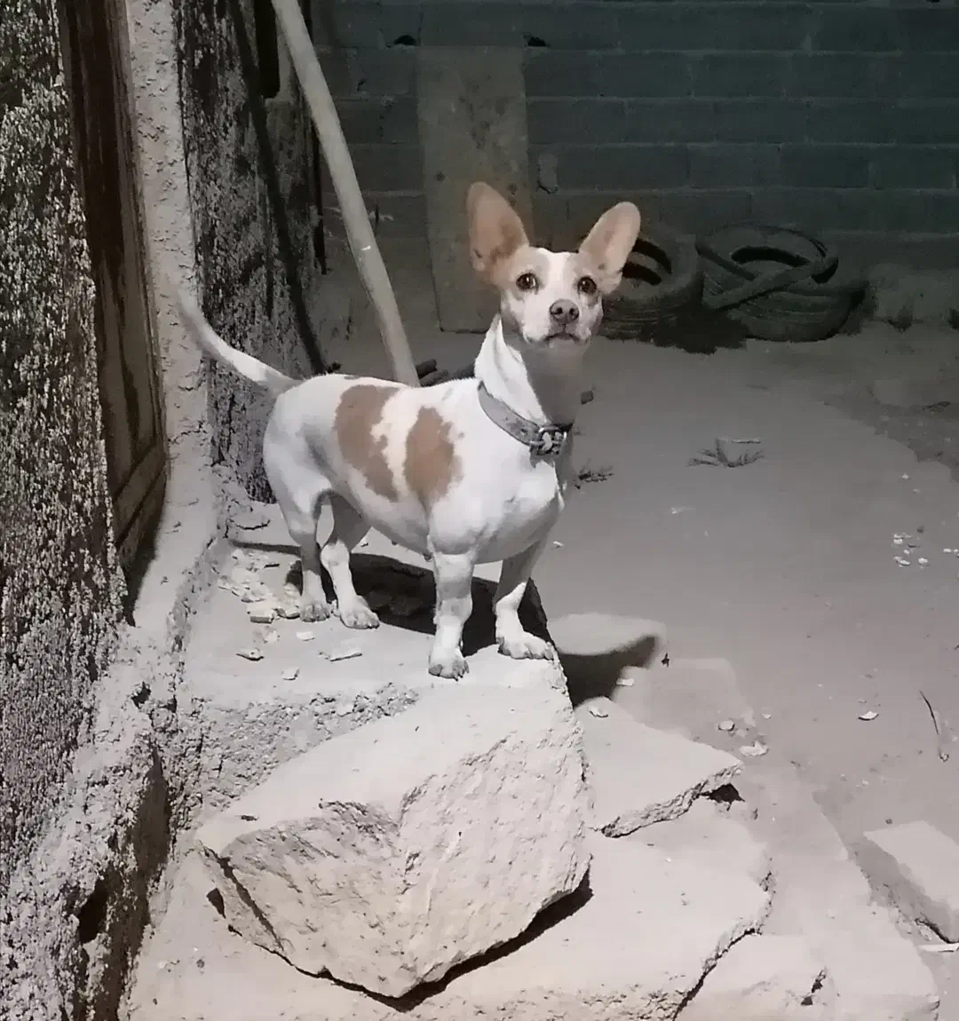 توله سگ جک راصل اصل|سگ|شیروان (خراسان), |دیوار