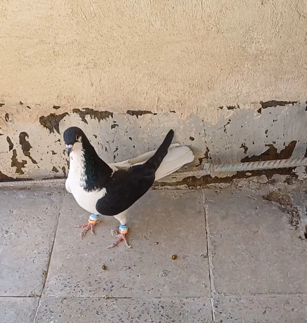 چپ سیاه|پرنده|الوند, |دیوار