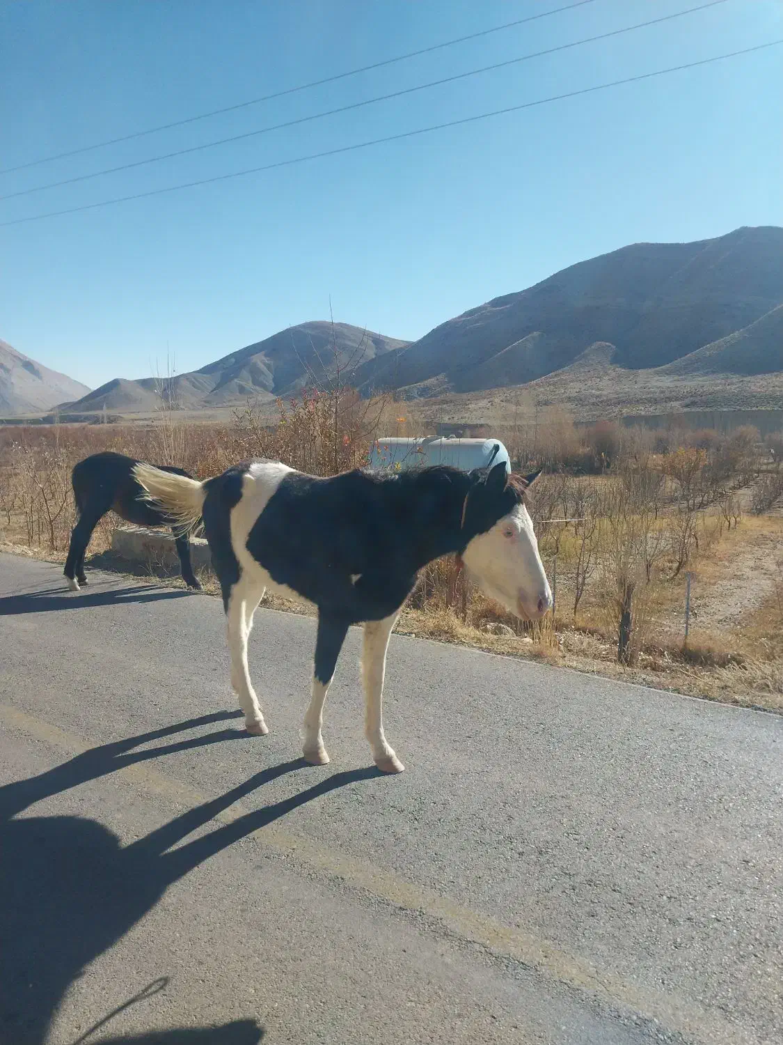 دوتا کره اسب فروشی|حیوانات مزرعه|ارجمند, |دیوار