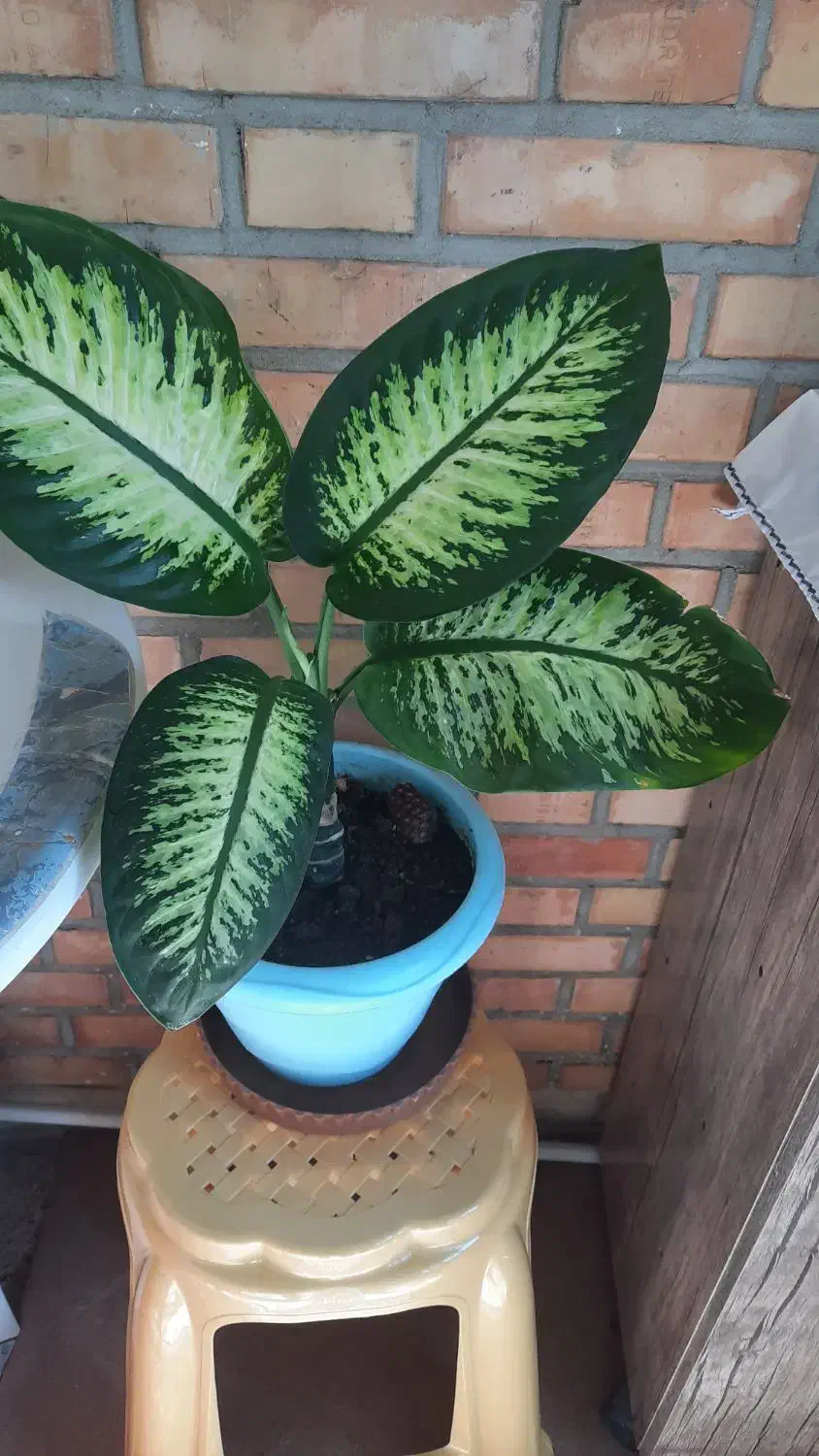 گلدان طبیعی|گل و گیاه طبیعی|نمین, |دیوار