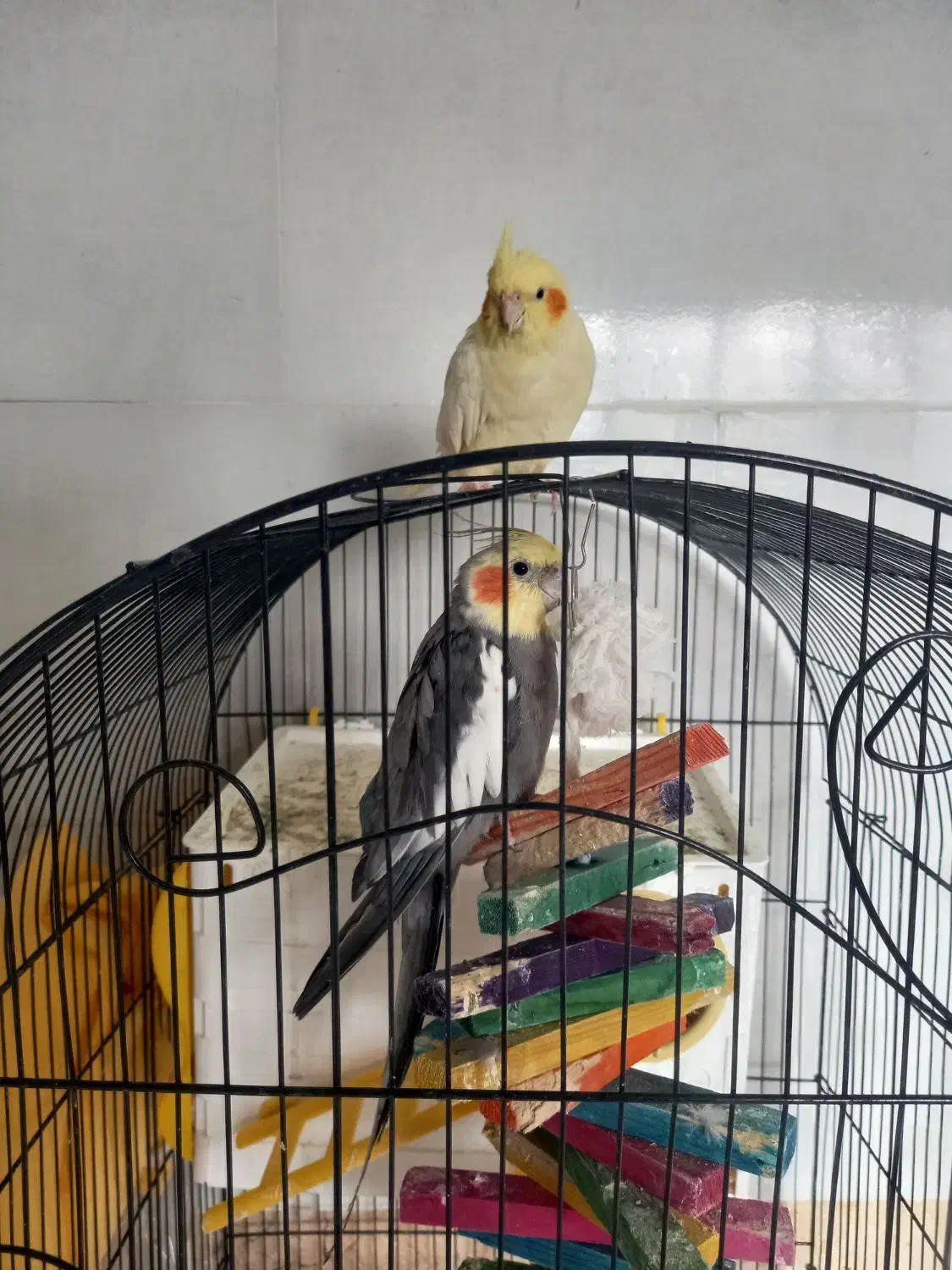 عروس هلندی جفت|پرنده|مشهد, باغ فراگرد|دیوار