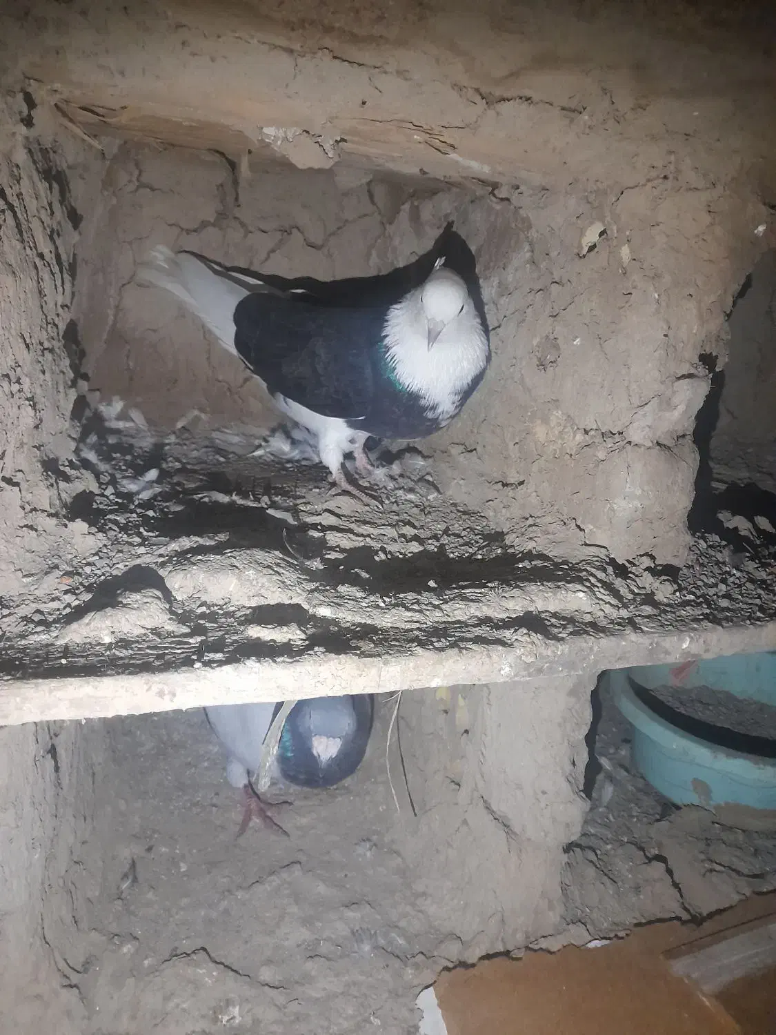 کفترشازده|پرنده|مزرعه کتول, |دیوار