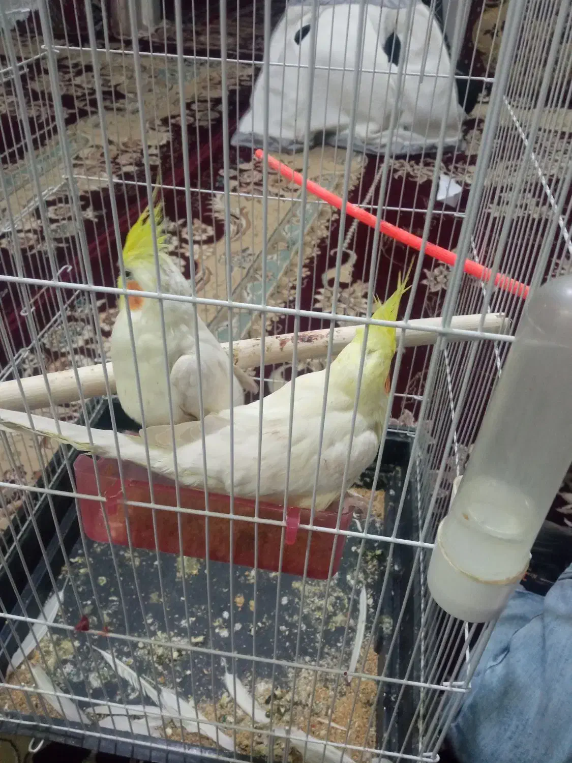 عروس هلندی|پرنده|مشهد, شهید قربانی|دیوار