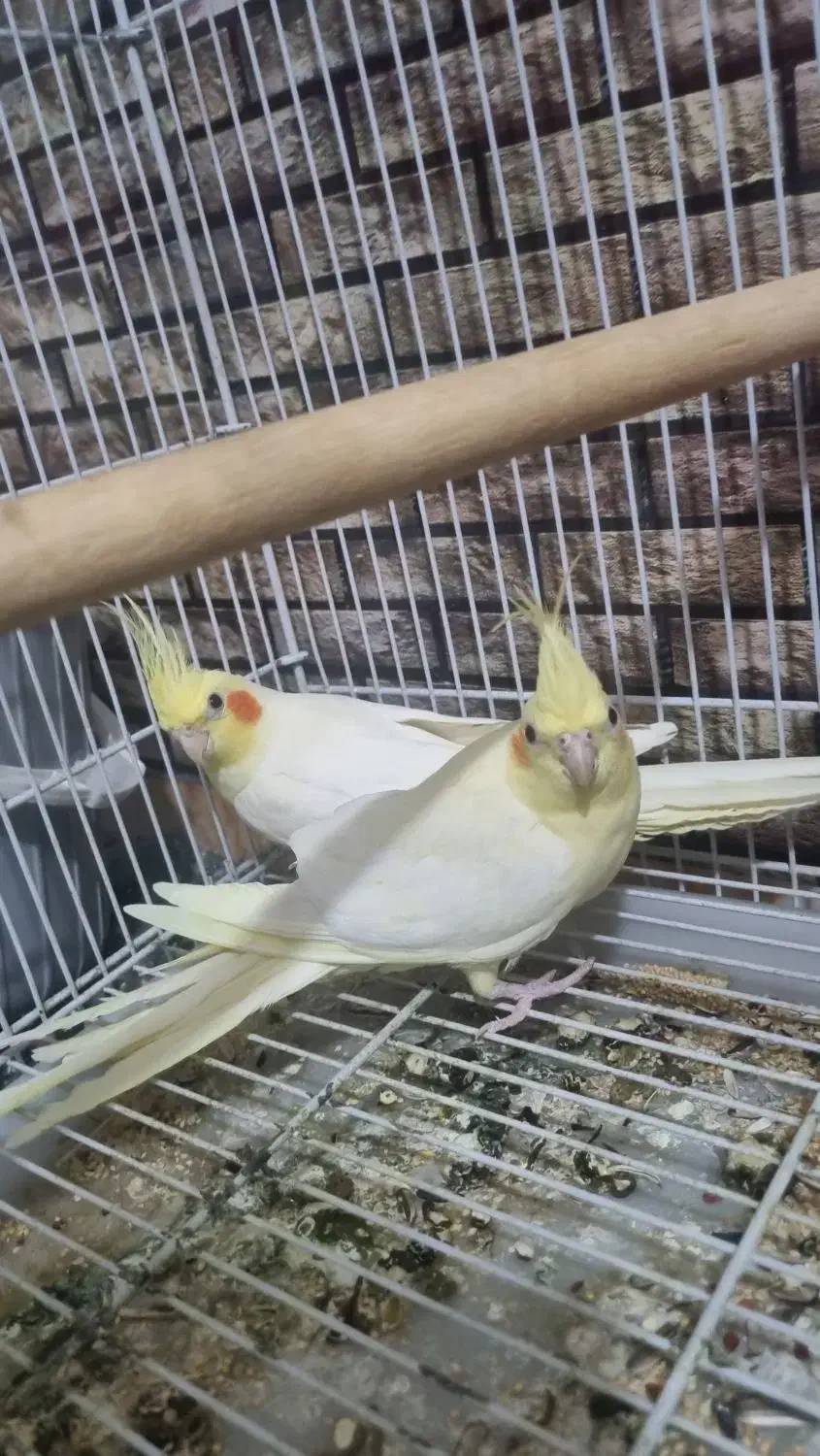 جفت عروس هلندی|پرنده|بندر کنگان, |دیوار