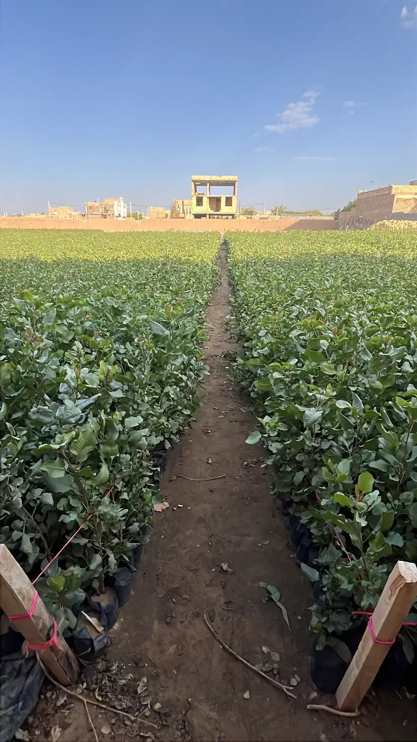 نهال پسته مهریز|خدمات باغبانی و درختکاری|مهریز, |دیوار