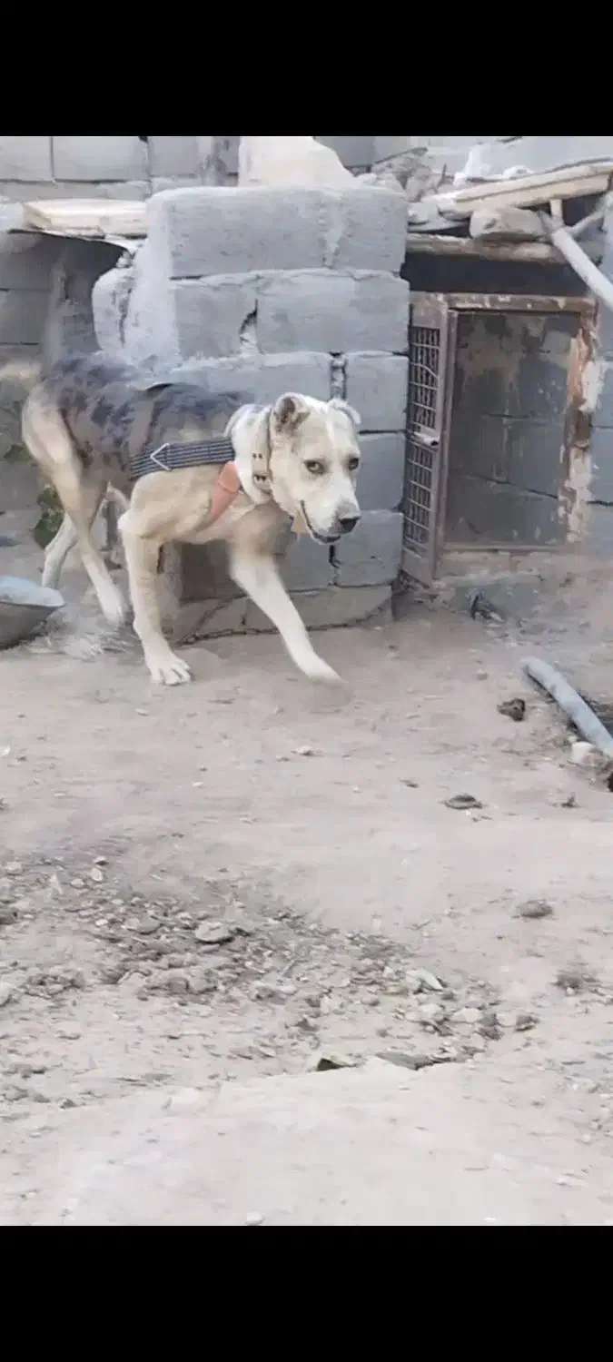 سگبراینگهبانی|سگ|دشتابی, |دیوار