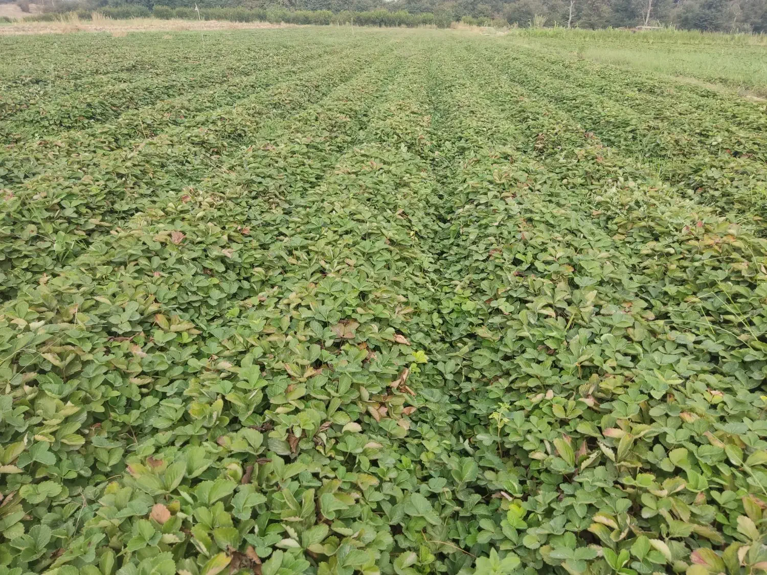 نهال توتفرنگی سابرینا|گل و گیاه طبیعی|دلند, |دیوار