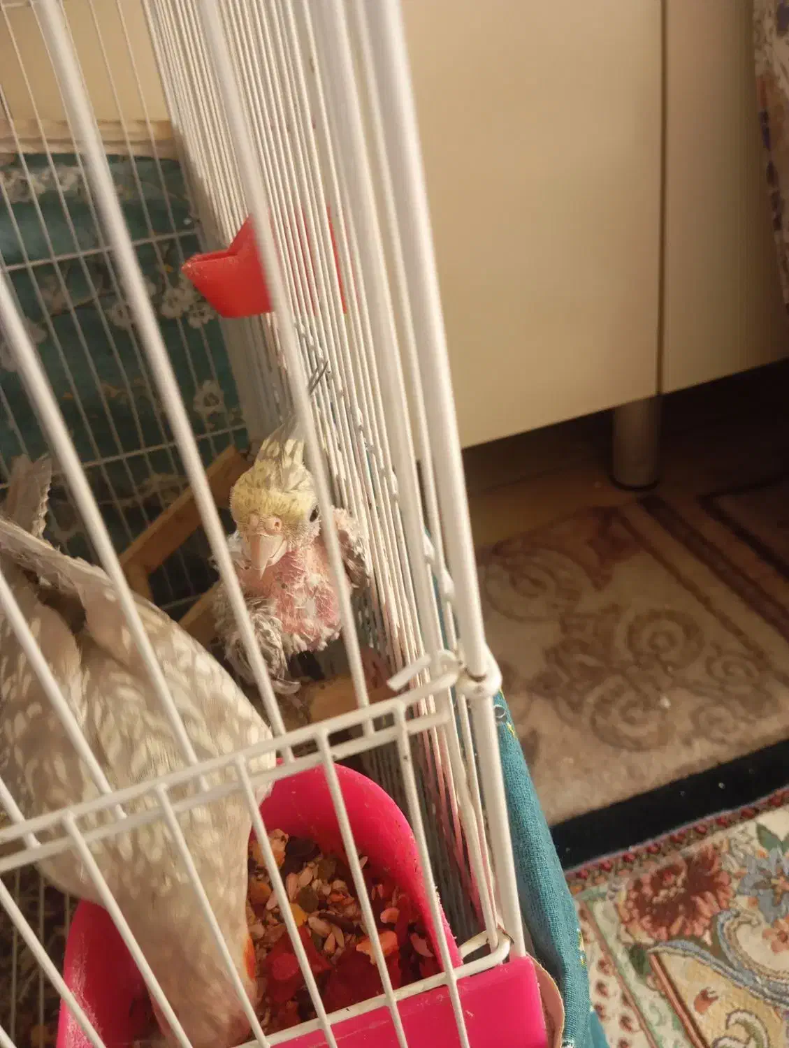 عروس هلندی|پرنده|گلستان (تهران), |دیوار