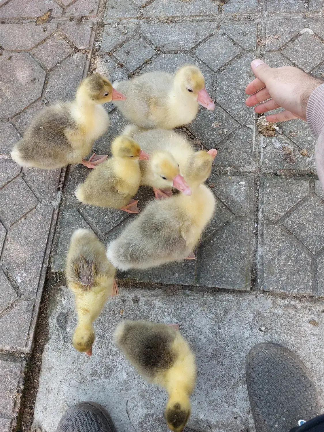 جوجه غاز|حیوانات مزرعه|چابکسر, |دیوار