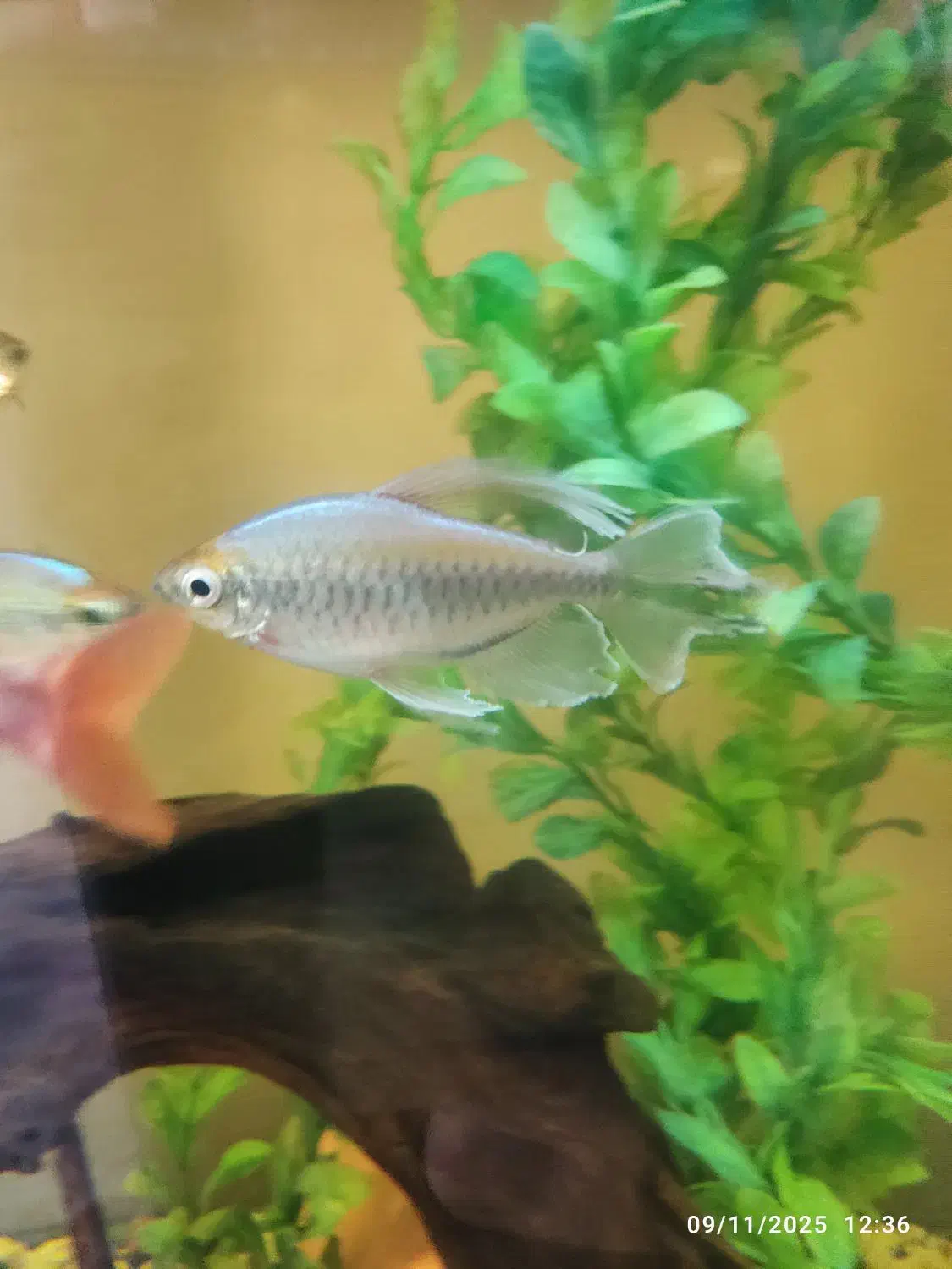 ماهی تترا کنگو کمیاب|ماهی|شیراز, شهرک بهشتی|دیوار