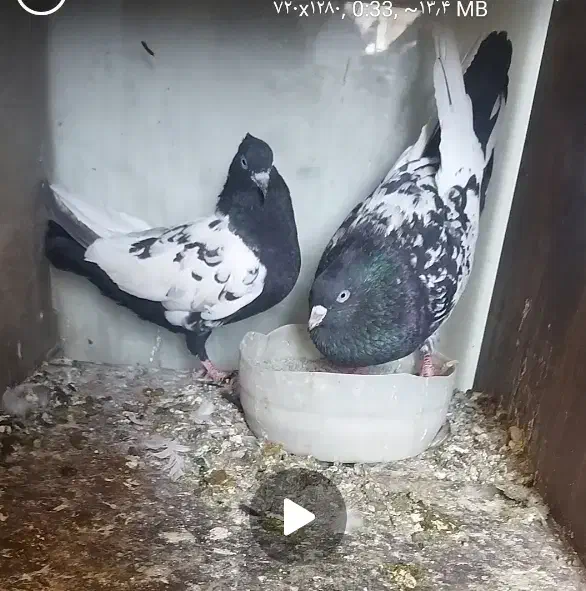 کفتر|پرنده|کرج, شهرک سهرابیه|دیوار