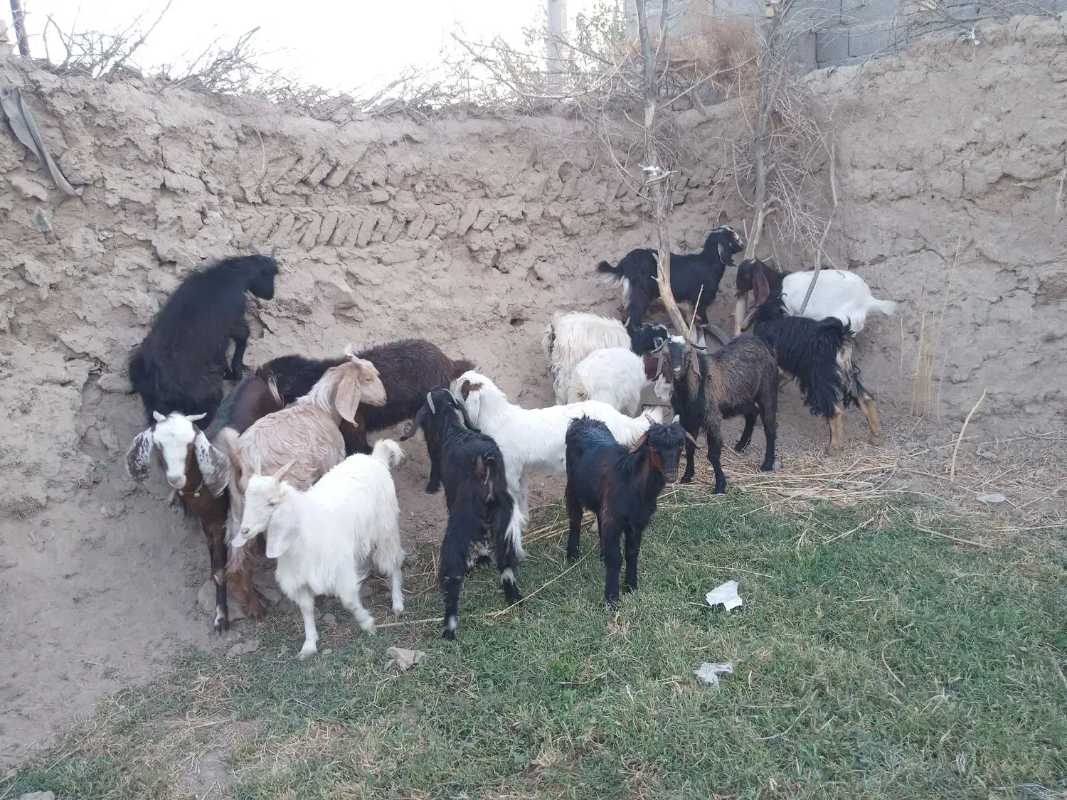 بزغاله ماده|حیوانات مزرعه|رضویه, |دیوار