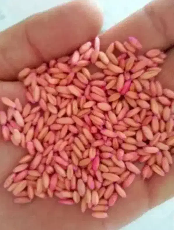 گندم بذر|خدمات باغبانی و درختکاری|رومشکان, |دیوار