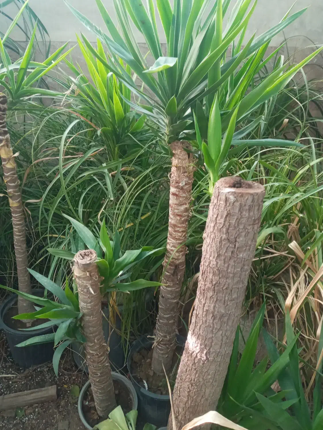 گل از همه مدل|گل و گیاه طبیعی|کرج, حصار|دیوار