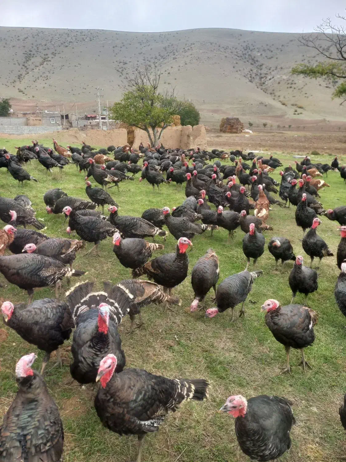 بوقلمون طبیعی|حیوانات مزرعه|انگوت, |دیوار