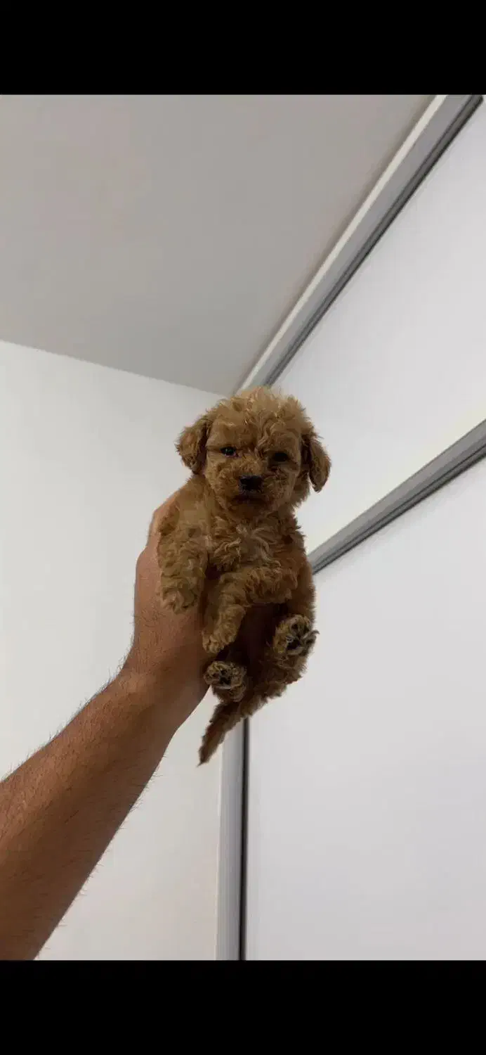 پودل سایز توی اورجینال|سگ|تهران, سعادتآباد|دیوار