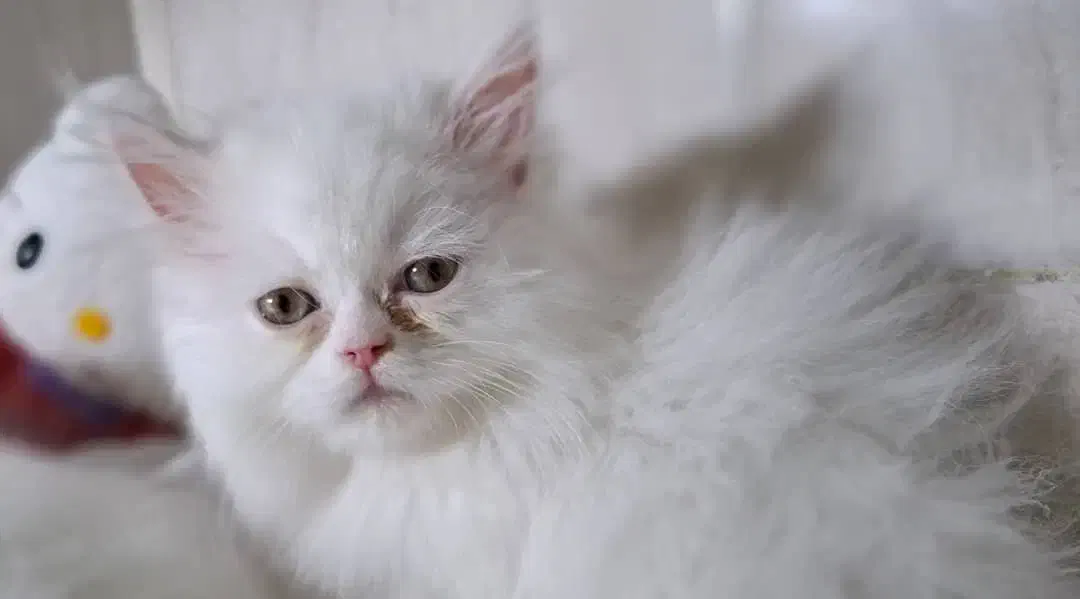 فروش بچه گربه نژاد پرشین|گربه|لار, |دیوار