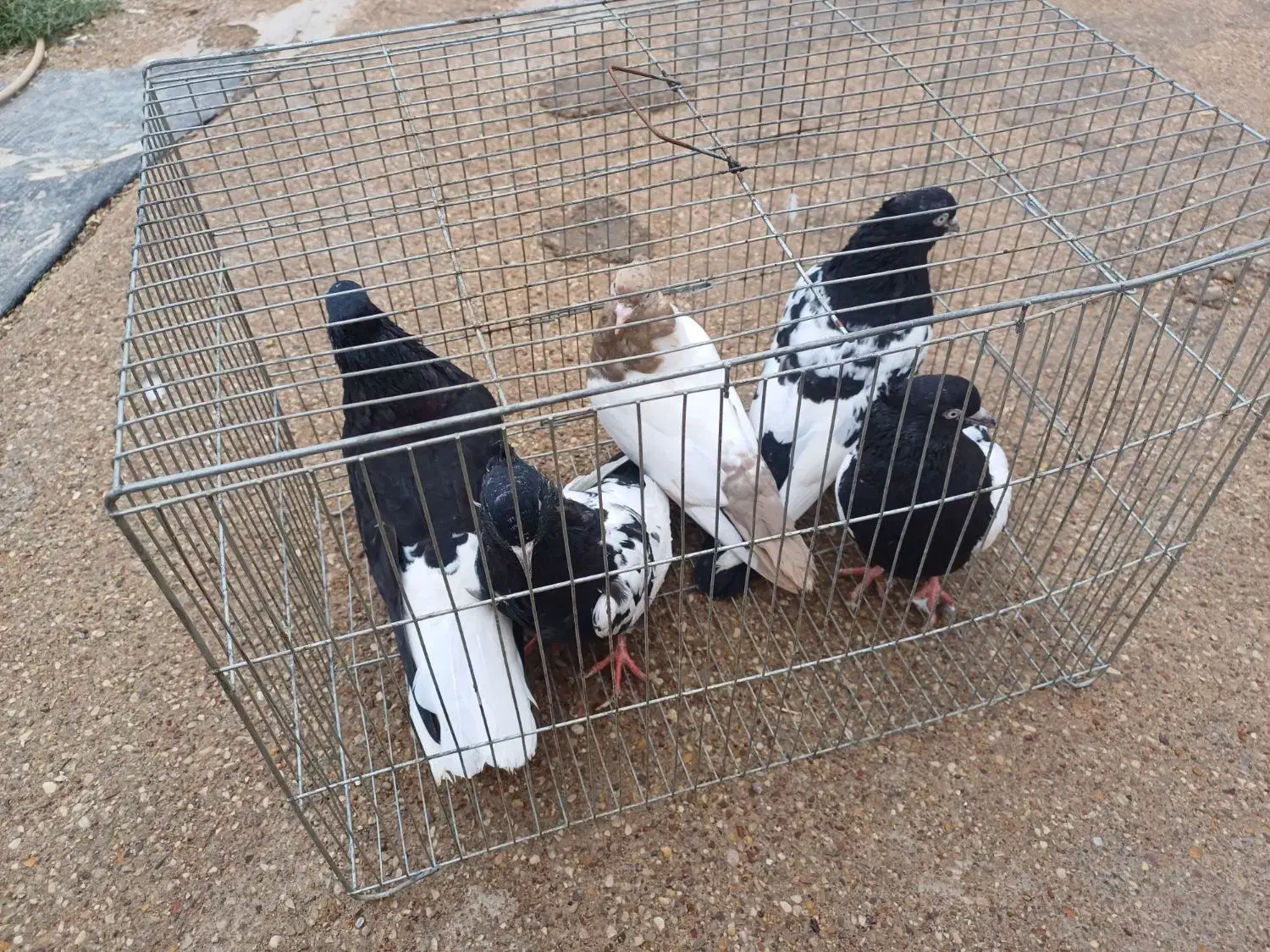 زرگان|پرنده|باوی, |دیوار