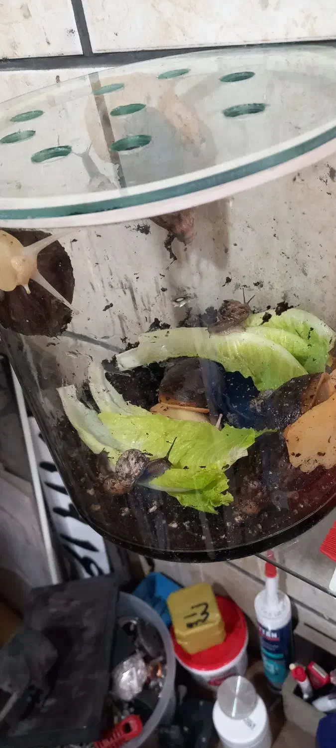 حلزون اچاتینا|خزنده|تهران, ابوذر|دیوار