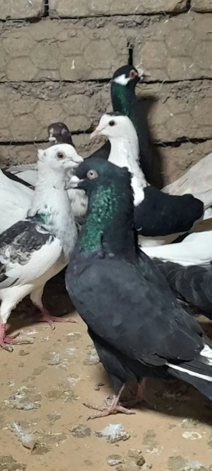 ۲۵تا دورگ پرشی دانه ۱۸۰|پرنده|مشهد, کوشش|دیوار