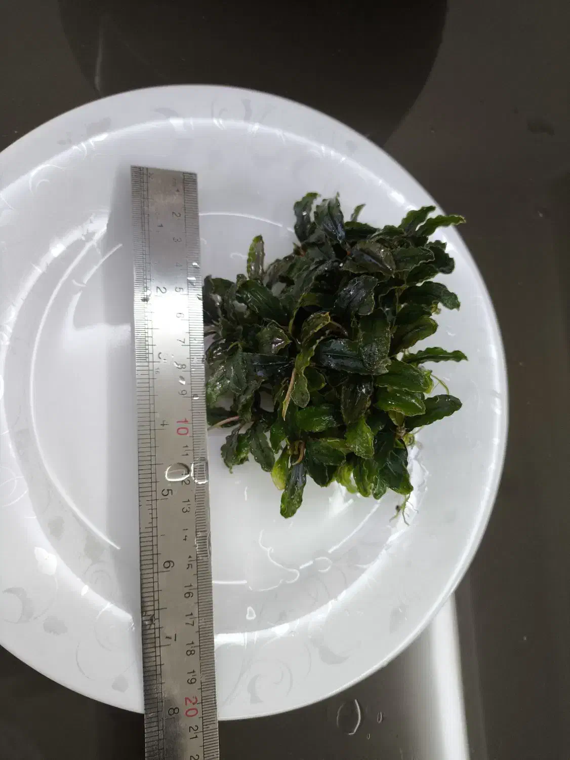 گیاه آکواریوم بوسفلاندرا|ماهی|تهران, جنت‌آباد مرکزی|دیوار