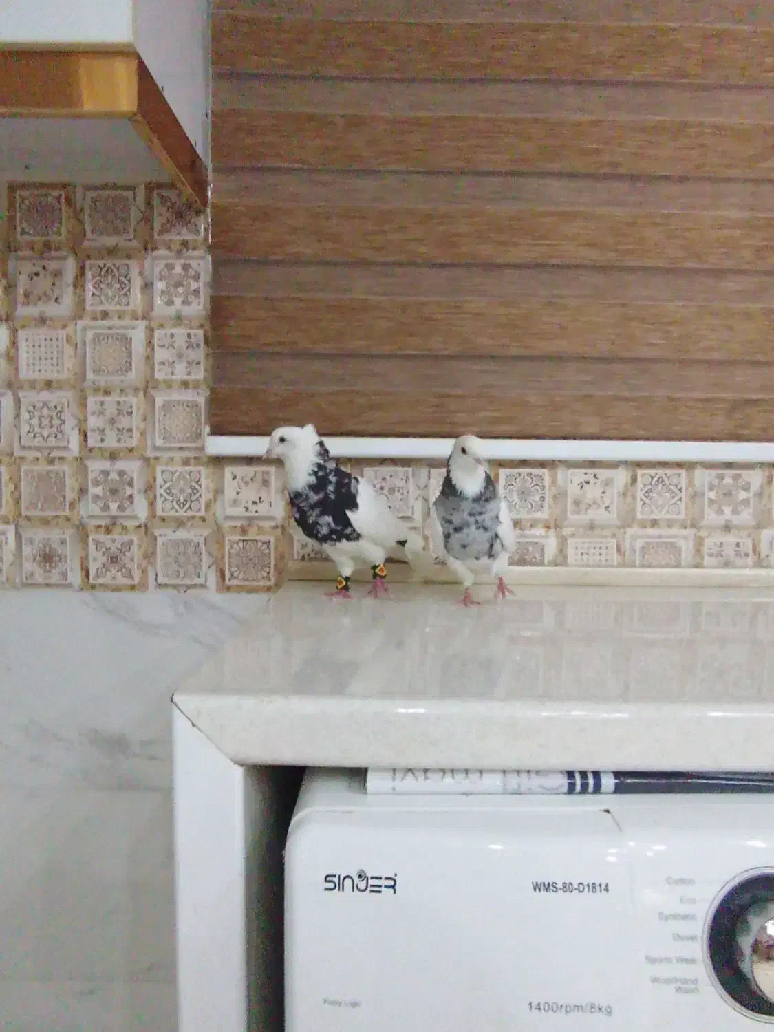 کبوتر دزدیده شد|حیوانات|یاسوج, |دیوار