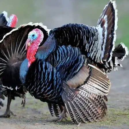 بوغلمون برنز|حیوانات مزرعه|شهر بابک, |دیوار