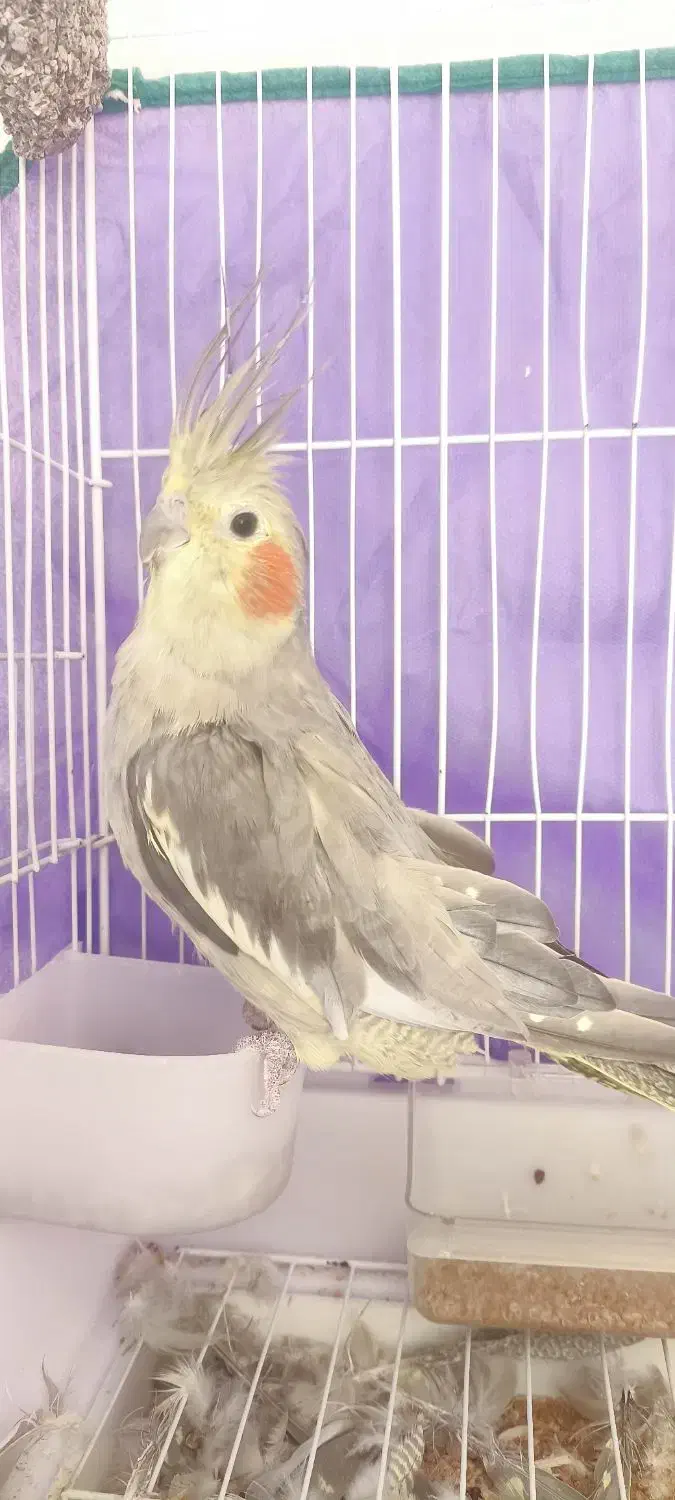 عروس هلندی ماده|پرنده|کرمان, |دیوار