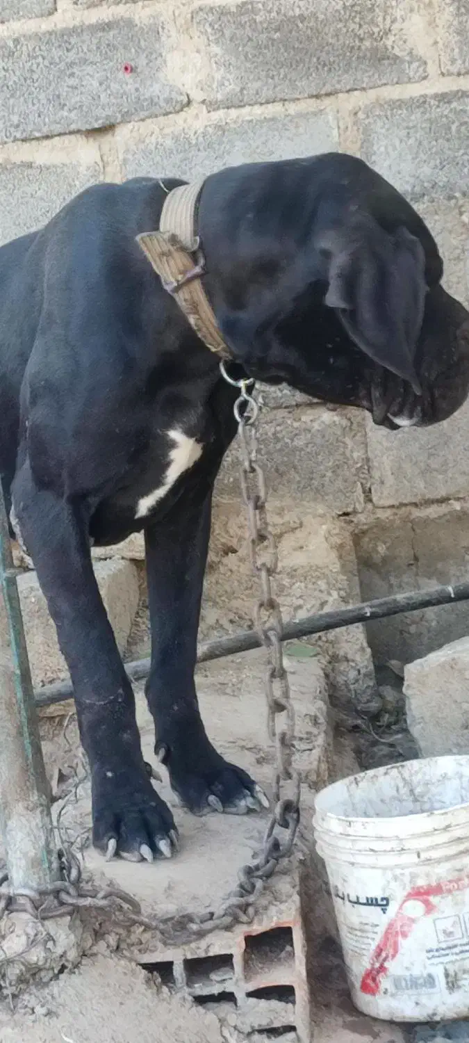 واگذاری دوقلاده سگ های گریت دین|سگ|بوکان, |دیوار