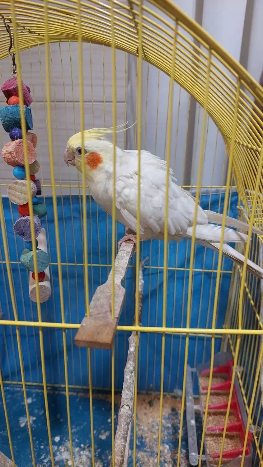 پرنده|پرنده|کردکوی, |دیوار