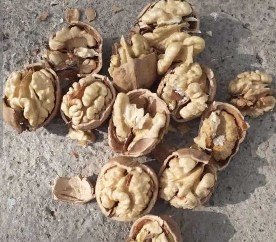 گردو درجه یک فقط 5کیلو مونده|خوردنی و آشامیدنی|فولادشهر, B2|دیوار