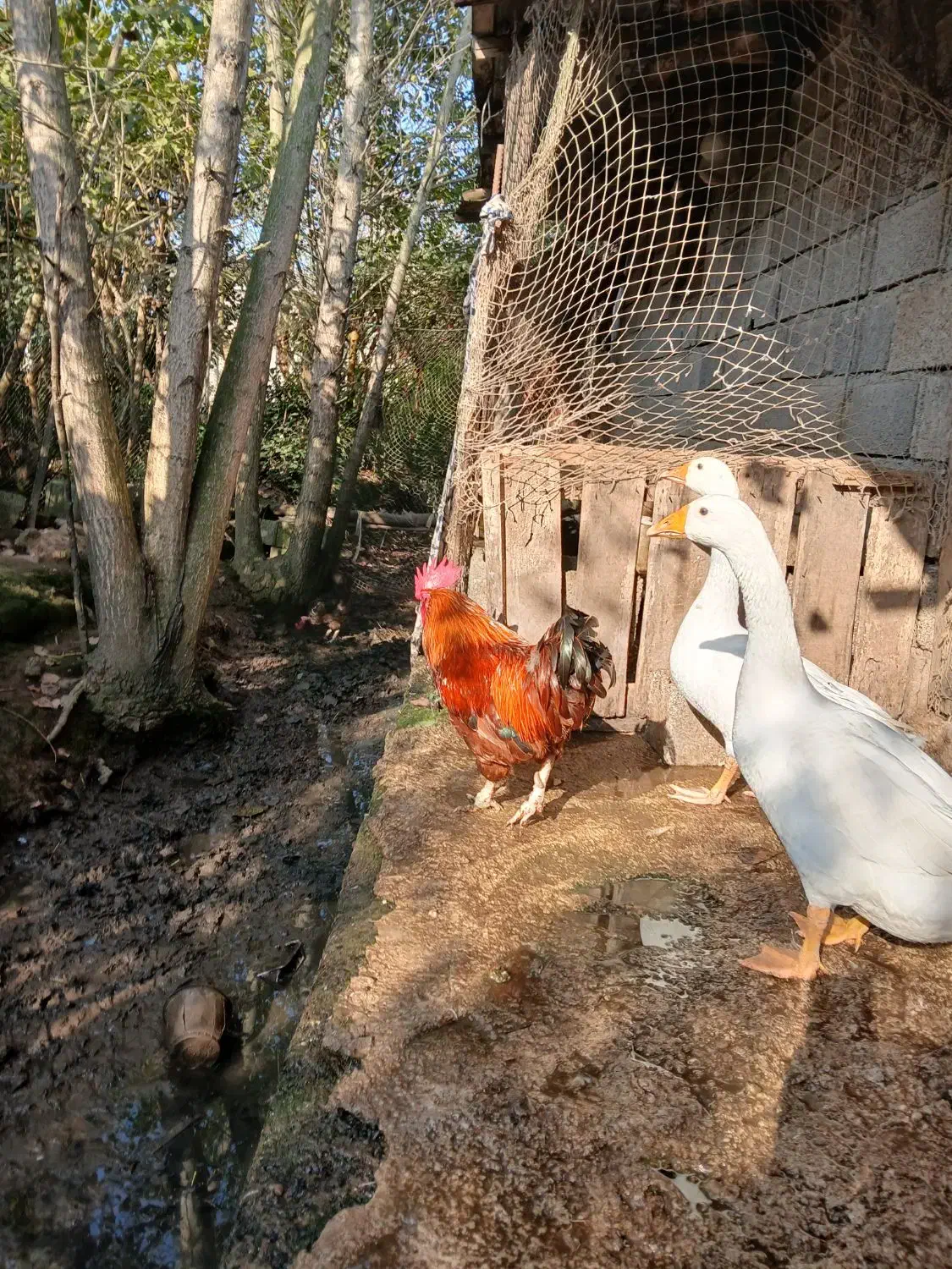 غاز|حیوانات مزرعه|کومله, |دیوار