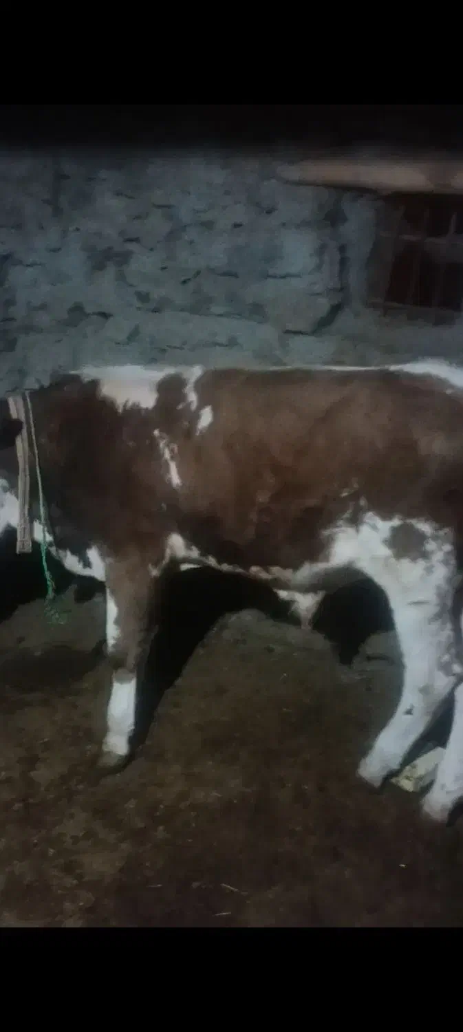 گوساله نر سمینطال|حیوانات مزرعه|سروآباد, |دیوار