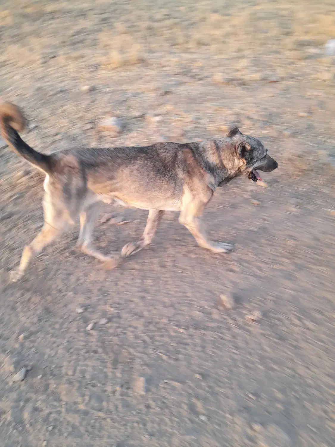 سگ سرابی|سگ|اهر, |دیوار