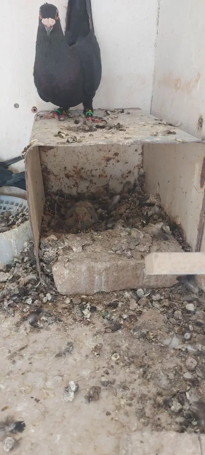 کلاغ|پرنده|رفسنجان, |دیوار