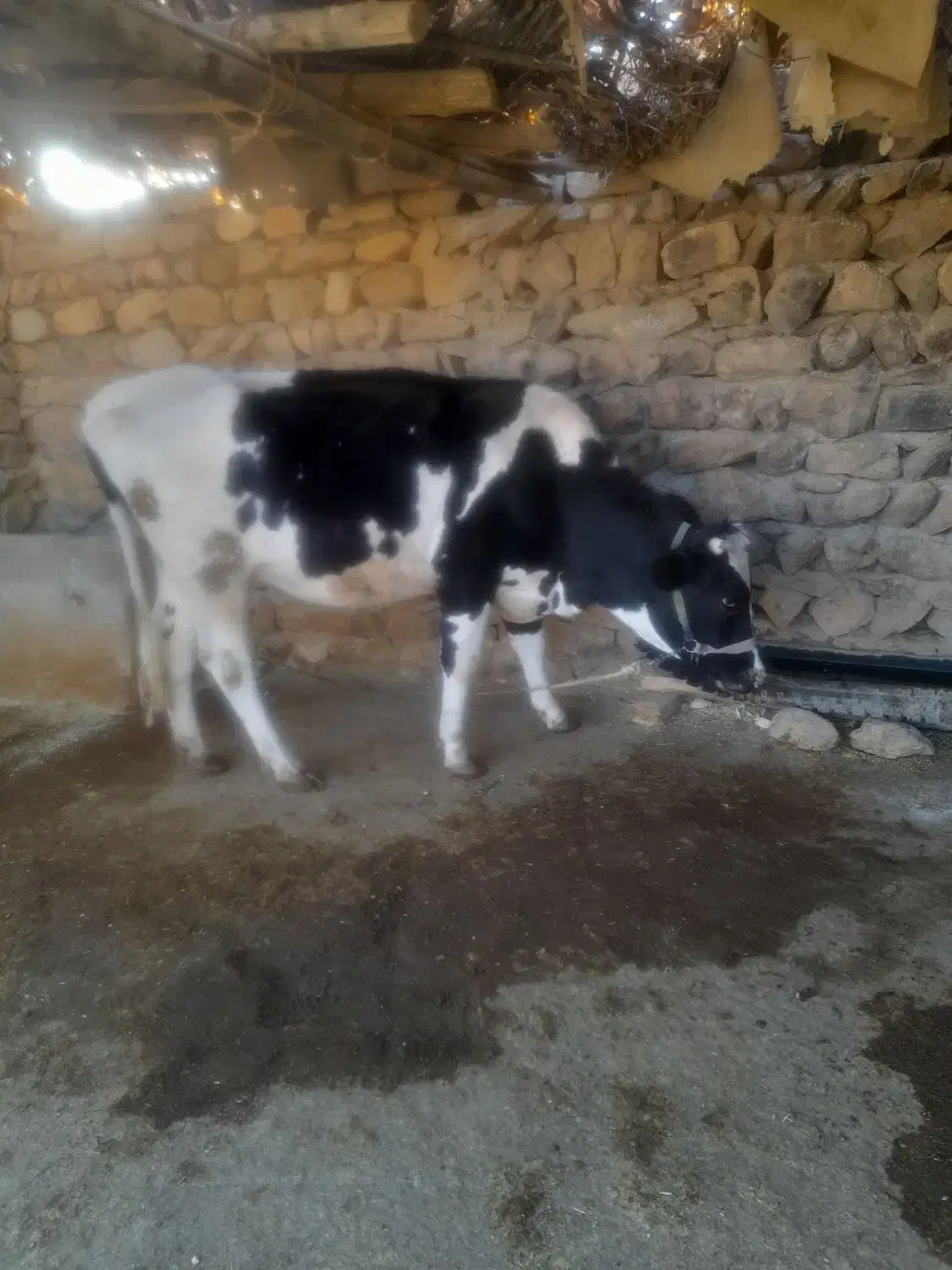 فروش گاو و گوساله|حیوانات مزرعه|کوهدشت, |دیوار